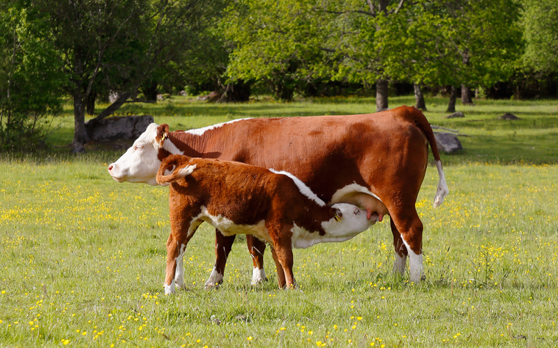 Animal Health Care Company in India